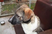 FILOU, Hund, Karpaten Schäferhund-Mix in Rumänien - Bild 10