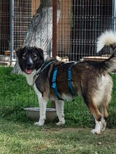 FILOU, Hund, Karpaten Schäferhund-Mix in Rumänien - Bild 14