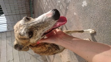 ROGERO, Hund, Galgo Español in Spanien - Bild 3