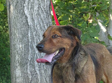 ÖDÖN, Hund, Mischlingshund in Ungarn - Bild 4