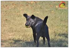 CIRO, Hund, Mischlingshund in Hünfelden - Bild 5