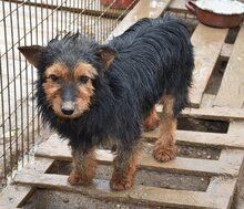 BARNI, Hund, Terrier-Mix in Ungarn - Bild 2