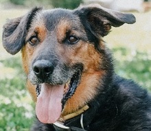 GREG, Hund, Mischlingshund in Slowakische Republik - Bild 1