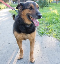 GREG, Hund, Mischlingshund in Slowakische Republik - Bild 10