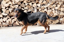 GREG, Hund, Mischlingshund in Slowakische Republik - Bild 11