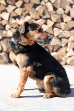 GREG, Hund, Mischlingshund in Slowakische Republik - Bild 12