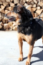 GREG, Hund, Mischlingshund in Slowakische Republik - Bild 13