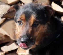 GREG, Hund, Mischlingshund in Slowakische Republik - Bild 14