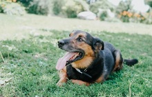 GREG, Hund, Mischlingshund in Slowakische Republik - Bild 2