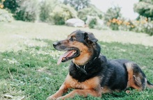 GREG, Hund, Mischlingshund in Slowakische Republik - Bild 3