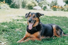 GREG, Hund, Mischlingshund in Slowakische Republik - Bild 4
