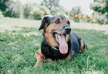 GREG, Hund, Mischlingshund in Slowakische Republik - Bild 5