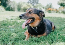 GREG, Hund, Mischlingshund in Slowakische Republik - Bild 6