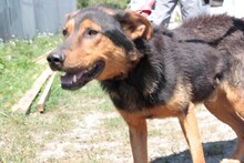TAPPY, Hund, Deutscher Schäferhund in Rumänien - Bild 2