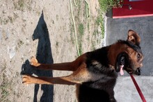 TAPPY, Hund, Deutscher Schäferhund in Rumänien - Bild 3