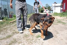 TAPPY, Hund, Deutscher Schäferhund in Rumänien - Bild 4