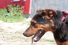 TAPPY, Hund, Deutscher Schäferhund in Rumänien - Bild 5