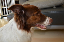 MIKY, Hund, Mischlingshund in Rickenbach - Bild 2