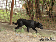 LUNA, Hund, Mischlingshund in Slowakische Republik - Bild 2