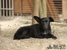 LUNA, Hund, Mischlingshund in Slowakische Republik - Bild 3