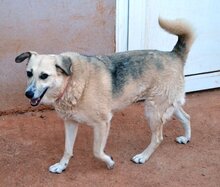 BIANCA, Hund, Mischlingshund in Griechenland - Bild 1