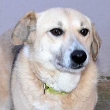 BIANCA, Hund, Mischlingshund in Griechenland - Bild 10