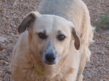 BIANCA, Hund, Mischlingshund in Griechenland - Bild 12