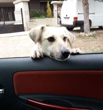 BIANCA, Hund, Mischlingshund in Griechenland - Bild 13