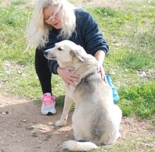 BIANCA, Hund, Mischlingshund in Griechenland - Bild 15