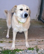 BIANCA, Hund, Mischlingshund in Griechenland - Bild 2