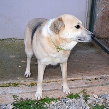 BIANCA, Hund, Mischlingshund in Griechenland - Bild 3
