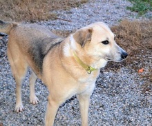 BIANCA, Hund, Mischlingshund in Griechenland - Bild 4
