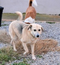 BIANCA, Hund, Mischlingshund in Griechenland - Bild 5