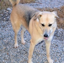 BIANCA, Hund, Mischlingshund in Griechenland - Bild 6