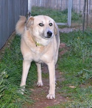 BIANCA, Hund, Mischlingshund in Griechenland - Bild 7