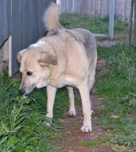 BIANCA, Hund, Mischlingshund in Griechenland - Bild 8