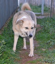 BIANCA, Hund, Mischlingshund in Griechenland - Bild 9