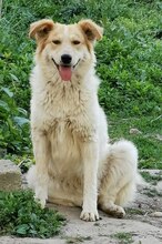 KELANI, Hund, Mischlingshund in Rumänien - Bild 1