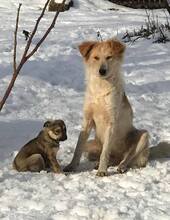 KELANI, Hund, Mischlingshund in Rumänien - Bild 4