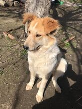KELANI, Hund, Mischlingshund in Rumänien - Bild 5