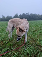 YLVIE, Hund, Mischlingshund in Salach - Bild 4