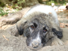 GALETTA, Hund, Mischlingshund in Griechenland - Bild 11
