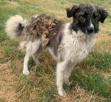 GALETTA, Hund, Mischlingshund in Griechenland - Bild 19