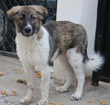GALETTA, Hund, Mischlingshund in Griechenland - Bild 2