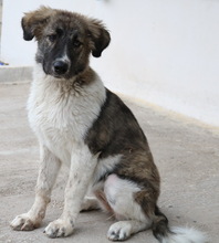 GALETTA, Hund, Mischlingshund in Griechenland - Bild 4