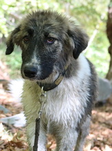 GALETTA, Hund, Mischlingshund in Griechenland - Bild 8