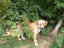 MICA, Hund, Mischlingshund in Frankreich - Bild 4
