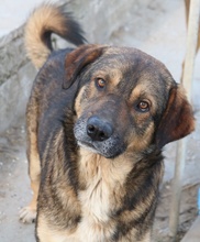 DIEGO, Hund, Mischlingshund in Griechenland - Bild 1