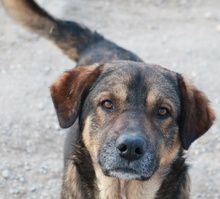 DIEGO, Hund, Mischlingshund in Griechenland - Bild 2