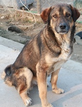 DIEGO, Hund, Mischlingshund in Griechenland - Bild 3